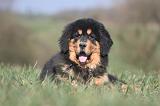 DOGUE DU TIBET 544